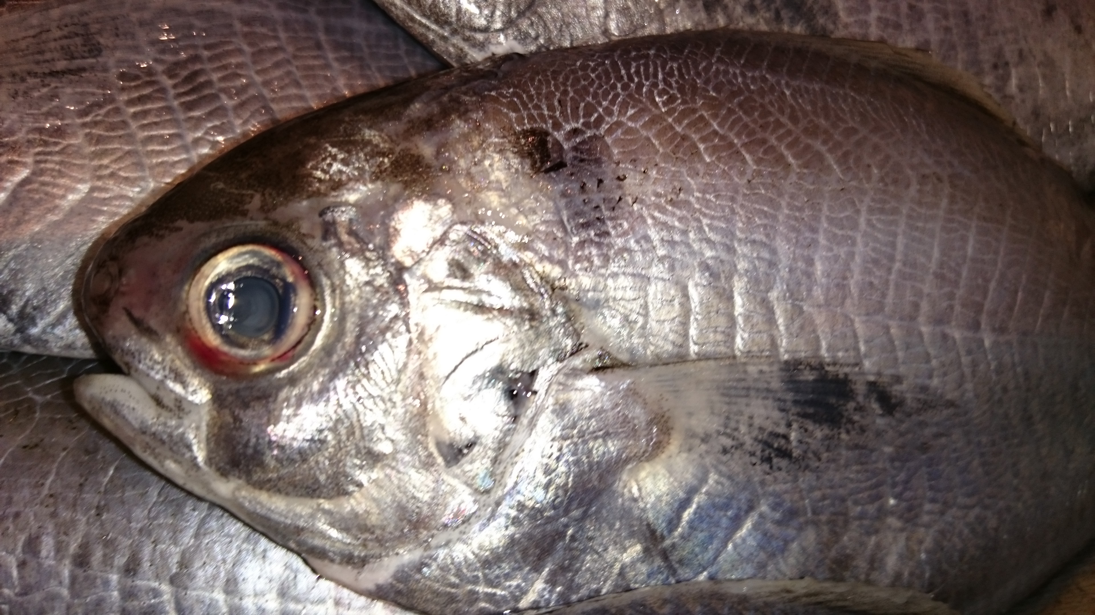 もち魚 磯ぎよし