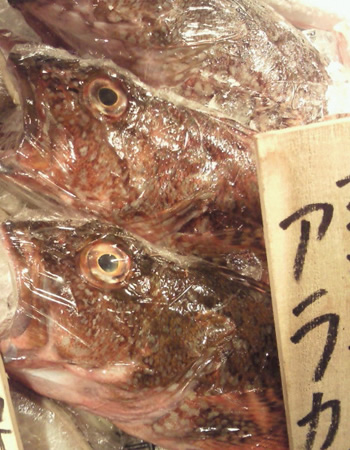 あらかぶ入荷しております