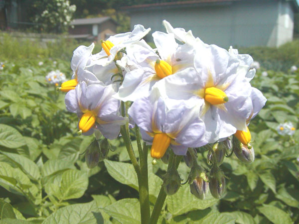 馬鈴薯の花