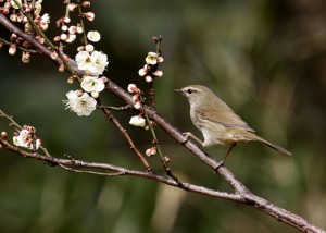 うぐいす