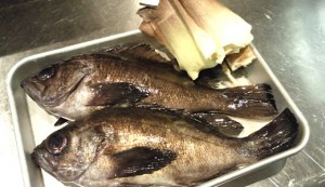 たけのこめばる たけのこめばる