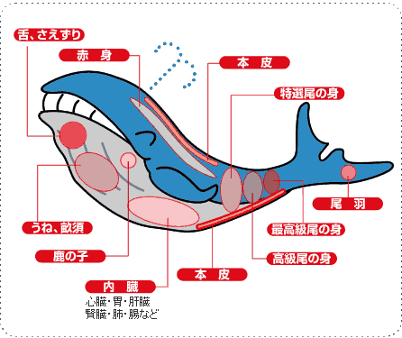 鯨の部位