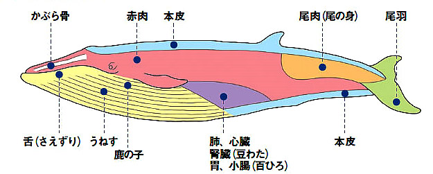 クジラ