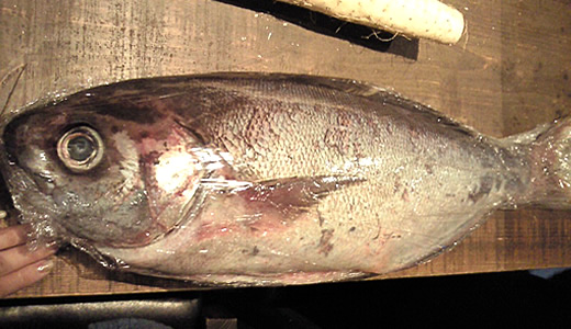 ダルマ鯛 ダルマ鯛