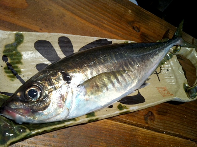 綱島産　鯵