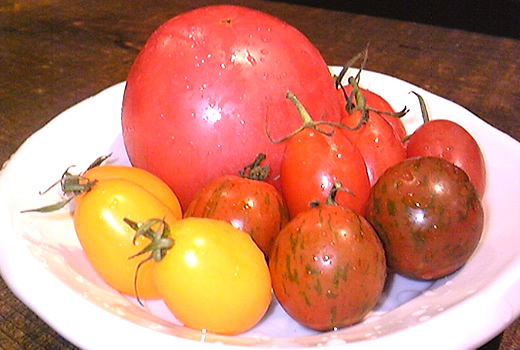 tomato-1