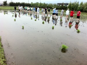 田植え