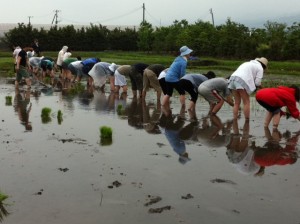 田植え