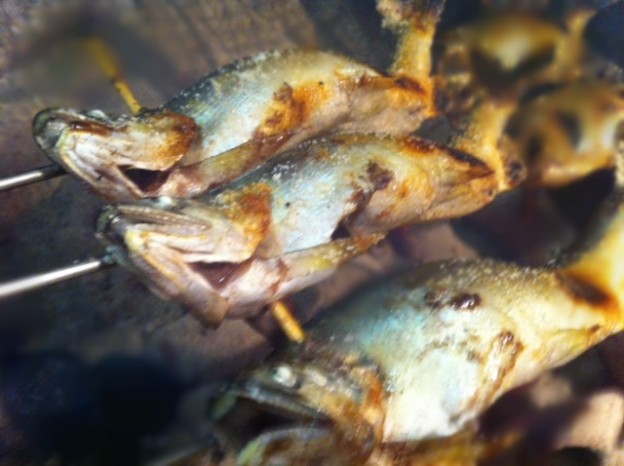 旬のお魚ですよー