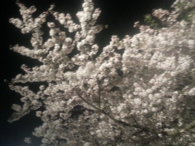 sakura　桜