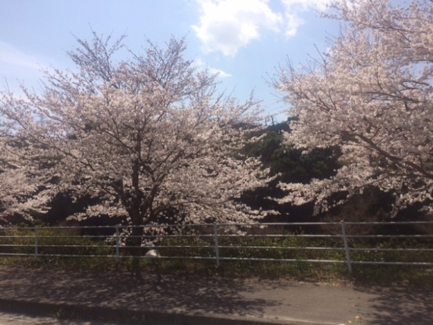 天神店＝春満開ばい＝桜吹雪