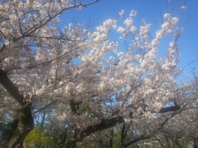 hanami (13)