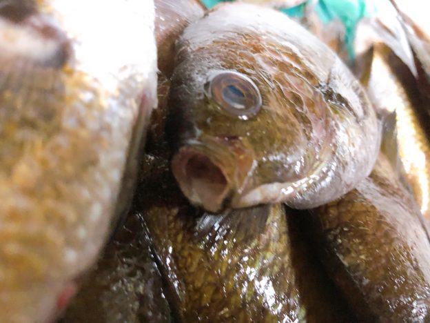 博多のお魚！！
